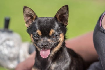 Adawar Chihuahuas & Miniature Pinschers - Deloraine, TAS