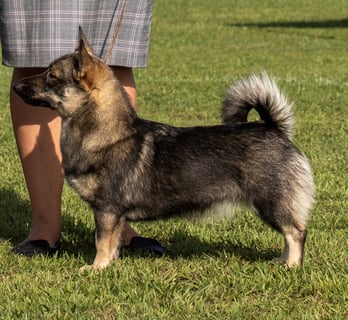 Icanhaz - Swedish Vallhund & Great Dane Breeder - Gold Coast, QLD