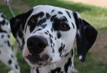  DALYSIUM Dalmatians - Dalmatian Breeder - Nowra, NSW