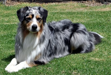 Ausdreaming - Australian Shepherd Breeder - Somerville, VIC