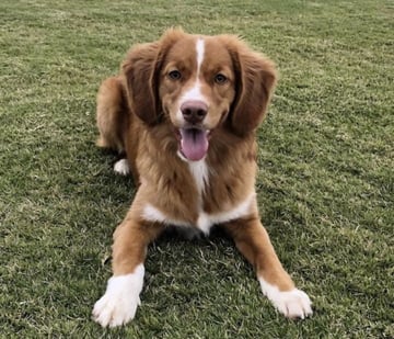 TollerFlare Kennels - Nova Scotia Duck Tolling Retriever Breeder - Gold Coast, QLD
