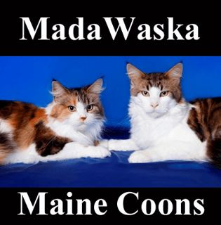 Madawaska Maine Coons - Maine Coon Cat Breeder - Camden, NSW