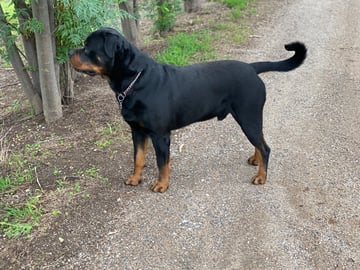 Swaggerhause - Rottweiler Breeder - Jindera, NSW