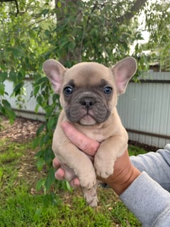 Jenone French Bulldogs - French Bulldog Breeder - Melbourne, VIC