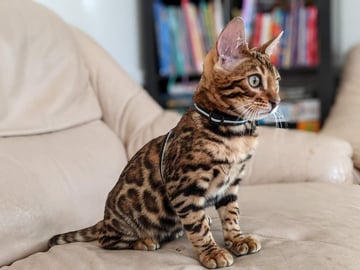 Metanoia Bengals - Bengal Cat Breeder - Campania, TAS