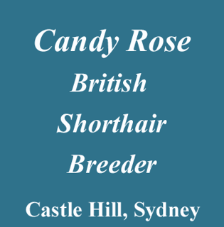 Candy Rose - British Shorthair Pedigree Kittens CASTLE HILL NSW