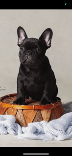 Brindlelicus French Bulldogs - Brisbane, QLD