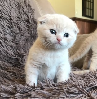 Mayfield British Shorthair & Scottish Folds - Nar Nar Goon, VIC