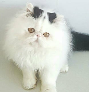 Fiftyshades Persian and Exotics Cat Breeder - Mackay, QLD