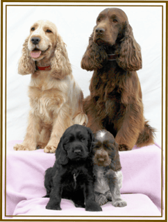 Kwolatee Kennels - Cocker Spaniel Breeder - Maitland, NSW