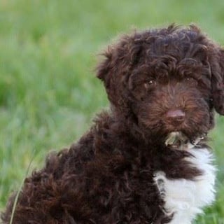 Incavale Kennels - Lagotto Romagnolos, Spanish Water Dogs & Maltese - Bargo, NSW