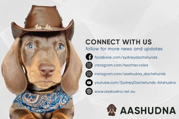 AASHUDNA - Miniature Smooth Dachshund Breeder - Scone, NSW