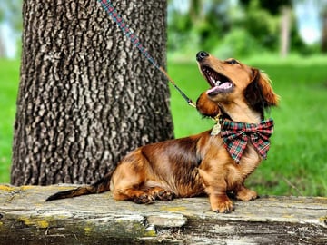 AASHUDNA - Miniature Smooth Dachshund Breeder - Upper Hunter, NSW