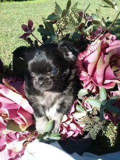 Incasunrise Chihuahuas -  Breeder of long coat & smooth coat Chihuahuas - South Burnett, QLD