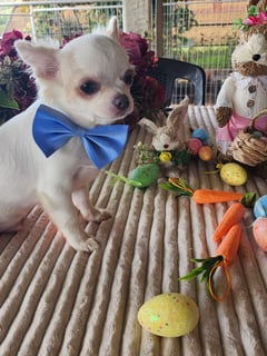 Incasunrise Chihuahuas -  Breeder of long coat & smooth coat Chihuahuas - South Burnett, QLD
