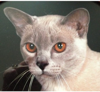 Densue Burmese - Burmese Cat Breeder - Hallett Cove, South Australia.