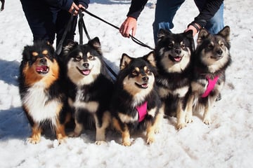 Caleebra Kennels - Finnish Lapphunds - Gippsland, VIC