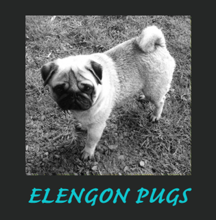 Ellengon Pugs - Pug Breeder - TAS