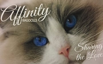 Affinity Ragdolls - Ragdoll Breeder - Sydney, NSW