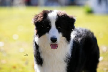 Nakiva Border Collies - Border Collie Breeder - Ballina, NSW