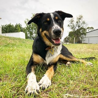 Southern Downs ARK - Dog and Cat Rescue - Warwick, QLD
