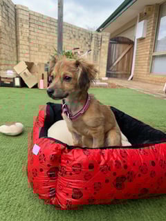 Perth Chihuahua Rescue Inc