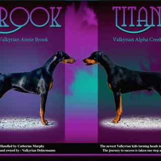 Valkyrian Dobermanns - Quality Breeder of Dobermann Puppies, Perth WA