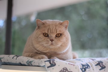 Furrytail Cattery - British Shorthair Breeder Sydney