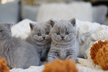 Furrytail Cattery - British Shorthair Breeder Sydney