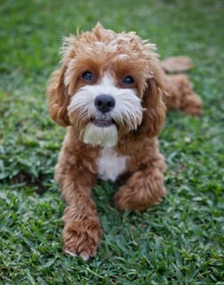 Dog Photographer, Melbourne