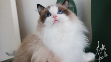 Fluffyballs Ragdolls - Ragdoll Cat Breeder - Sydney, NSW