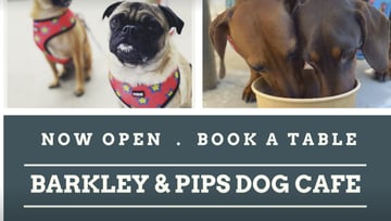 Barkley and Pips Dog Cafe & Boutique 