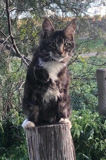 Glamason Maine Coons - Maine Coon Cat Breeder - Gisborne, VIC