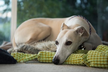 Alltalk Whippets - Whippet Breeder - Diggers Rest, VIC