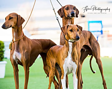 JUMADABEY AZAWAKH - Azawakh Breeder - Lara, VIC