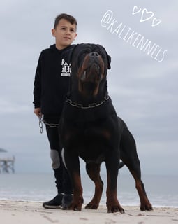 Kali Kennels - Rottweiler breeder - Adelaide, SA