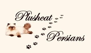 Plushcat Persians - Colour Point Persian  Breeder - Sydney, NSW