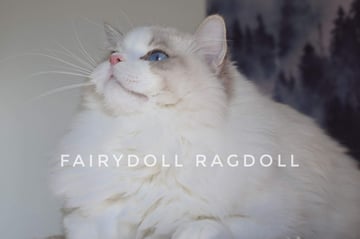 Fairydoll Ragdolls - Ragdoll Cat Breeder - Melbourne, VIC