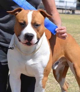 Redwhitenblu Amstaffs - American Staffordshire Terrier Breeder, NSW