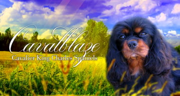 Cavalblaze Cavaliers - Cavalier King Charles Spaniel Breeder - Koroit / Warrnambool, VIC