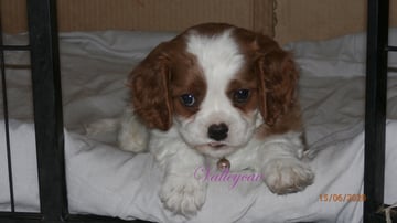 Valleycav Cavalier King Charles Spaniels - Newcastle/Maitland, NSW