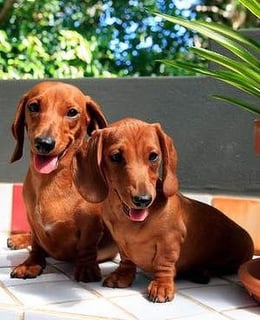 Lowender Dachshunds - Miniature Smooth Dachshund breeder - Sydney, NSW