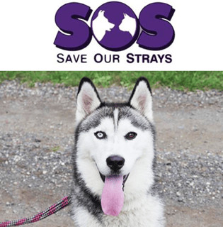 Save Our Strays Rescue, Sydney