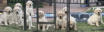 Aladorrb Labrador Retrievers - Labrador Retriever Breeder - Rockhampton, QLD