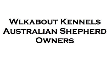 Wlkabout Kennels - Australian Shepherd Breeder - Mundoolun, QLD