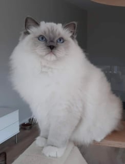 Nzuri Ragdolls - Ragdoll Cat Breeder - Gawler, SA