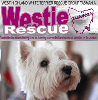 Westie Rescue Tasmania - Dog Rescue & Rehoming - Devonport, TAS