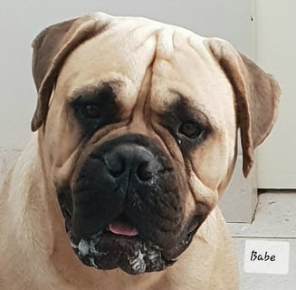 Stennaroo Bullmastiffs - Bullmastiff Breeder - Lockyer Valley, QLD