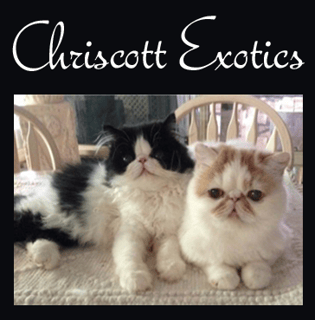 Fancyrags Ragdolls & Chriscott Exotics, Persian & Ragdoll Breeder - Mandurah, WA