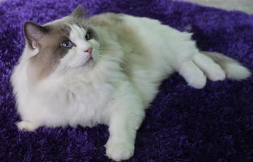 Fancyrags Ragdolls - Mandurah, WA